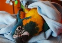 Protect your pet from diseases: how to warm a parrot