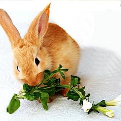 tavşan yiyor