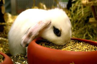 кролик їсть траву