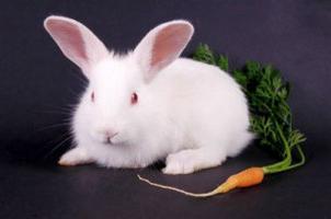 o que comer decoração coelhos