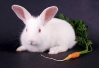 Decorativa coelho: o que come, este encantador hotel de animal de estimação