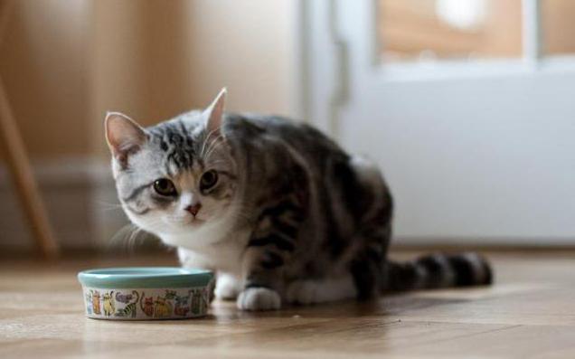 кішка скільки може прожити без їжі