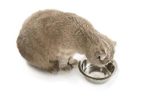 o quanto o doméstico, o gato pode viver sem comida