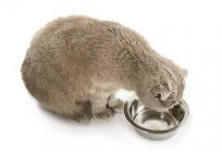 Скільки кішка може прожити без їжі та води?