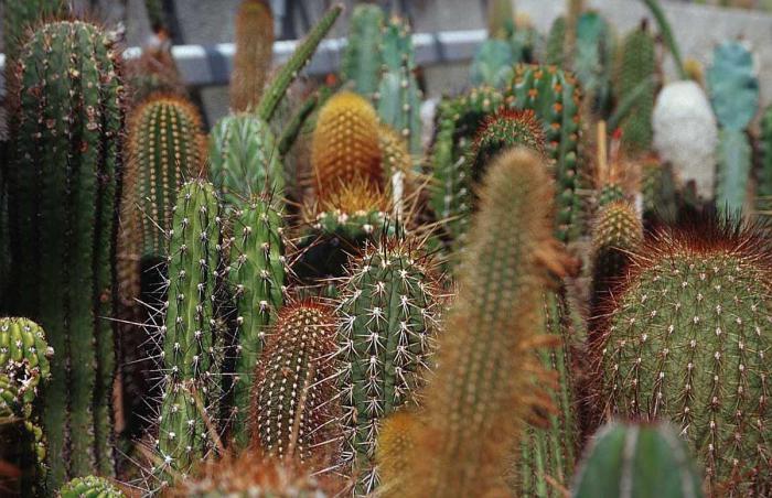 the mechanism of adaptations of a cactus
