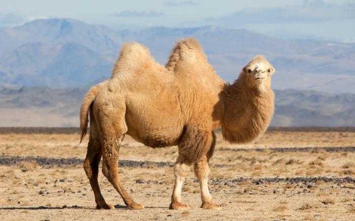 the mechanism of occurrence of the adaptations of the camel
