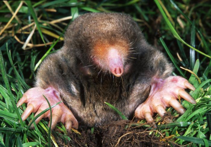 the mechanism of adaptations of the mole