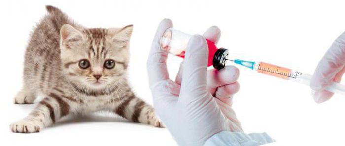 die ersten Impfungen von der britischen Kätzchen