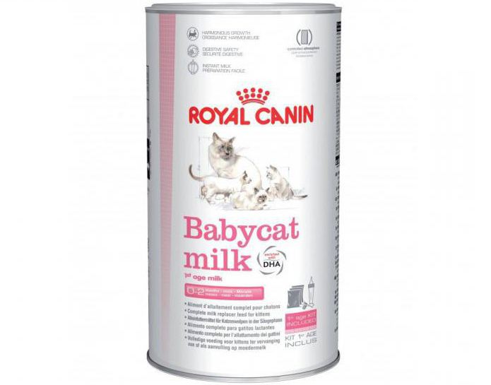 substitute cat milk