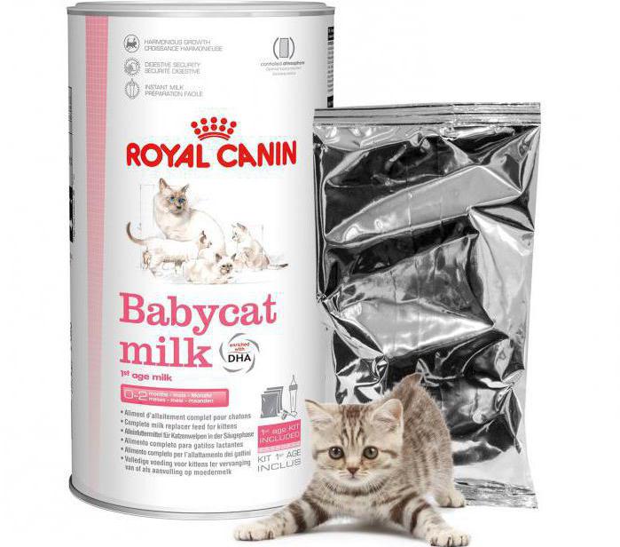 feline milk substitute instruction
