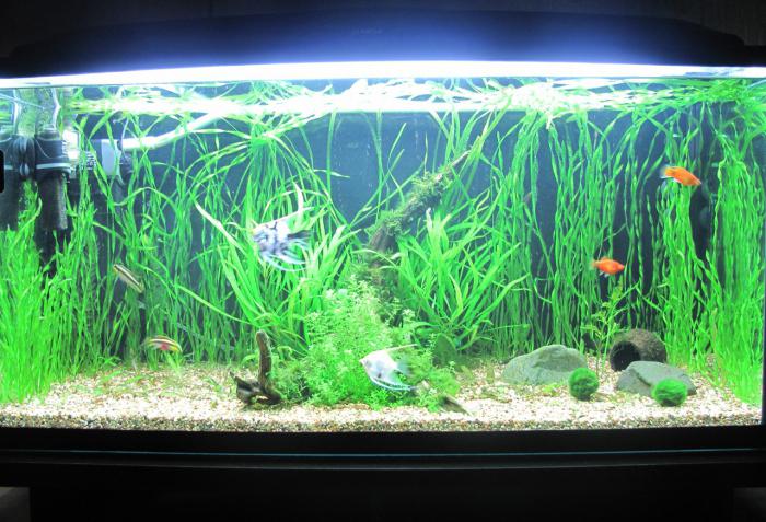 aquarium 200 litres