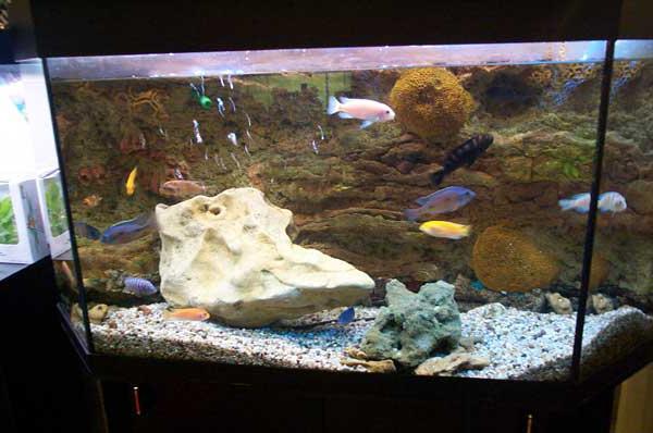 aquarium rocks
