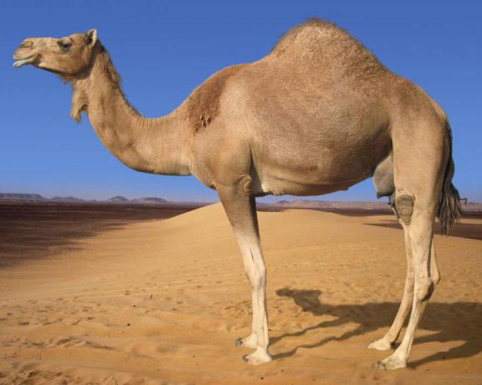 híbrido de camelo nar