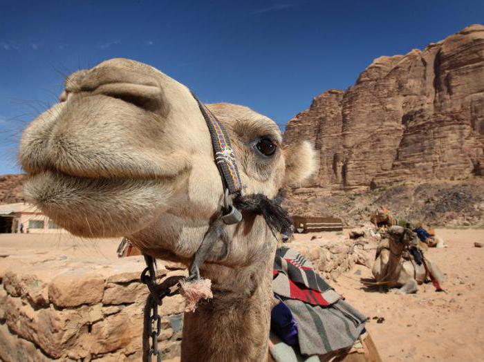 одногорбый camel Nar