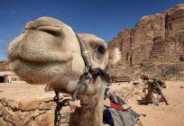 Nar - camello para el hombre y el desierto