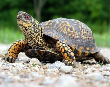 Schildkröten als Futter
