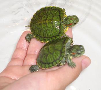 yem için kaplumbağaları