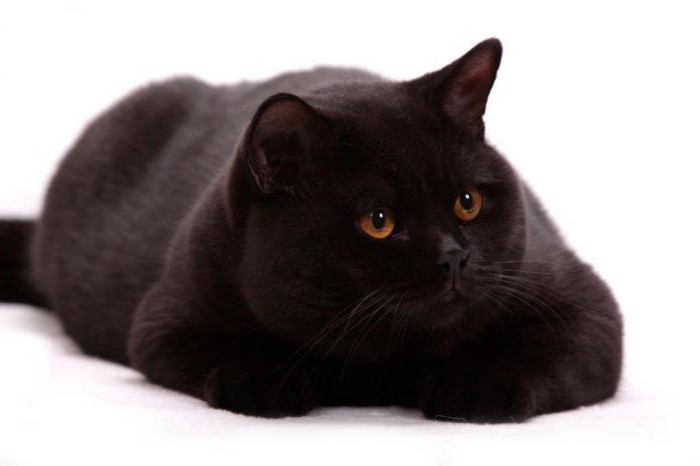 brytyjski czarny kot
