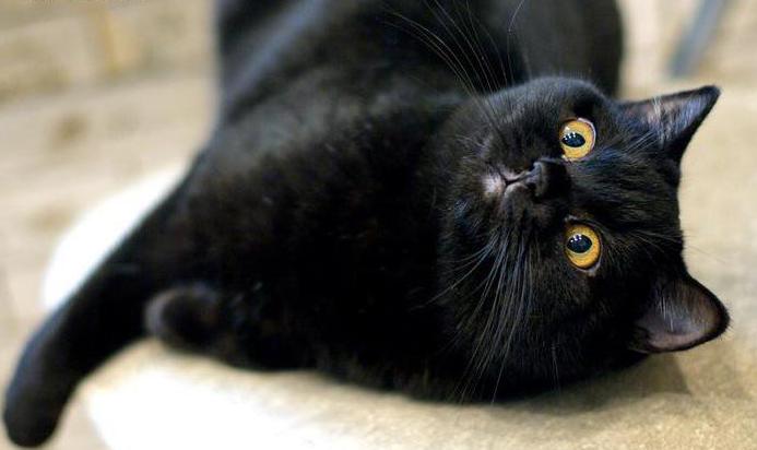 Siyah renk ingiliz kedi