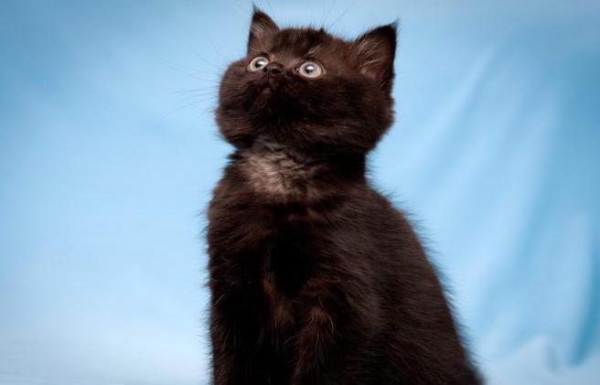 British fold cat black