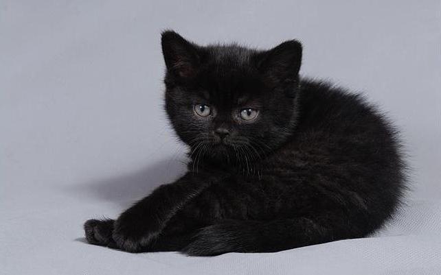 britânico gatos de cor preta