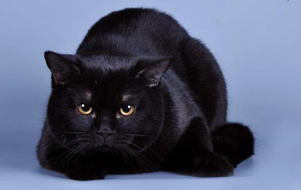 schwarz-weiße britische Katze
