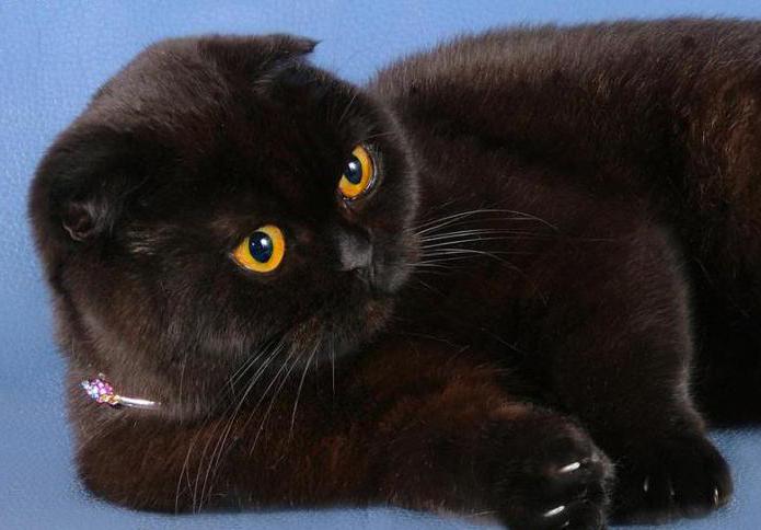 siyah british shorthair kedi