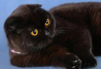 O britânico gato preto: descrição, características, características e opiniões