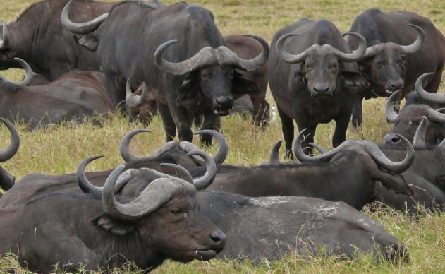 chifres de búfalo africano