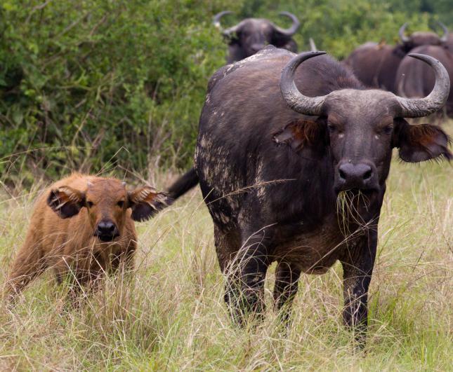 preto africano búfalo