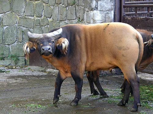 africano enano búfalo