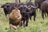 Afrikanische Büffel: Beschreibung, Varietäten