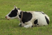 Cuántos estómagos de las vacas: características de la digestión