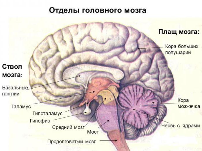 стовбур головного мозку