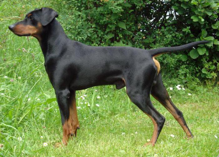 dog Breed German Pinscher