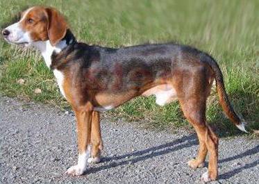 a Breed of German hunting dogs