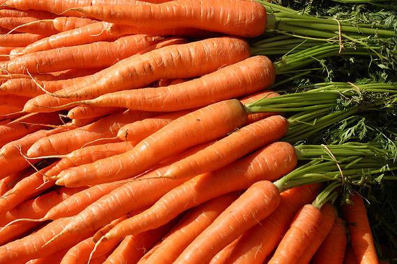 die Anpflanzung von Karotten im Ural