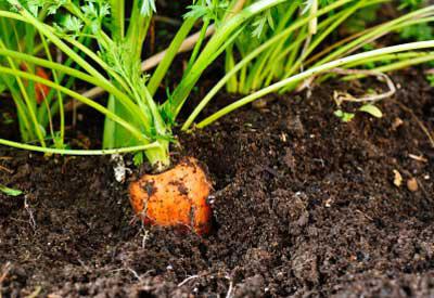 die Anpflanzung von Karotten im Ural granuliert