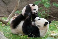 Ciekawe fakty o pand, które zadziwi wielu
