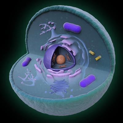 細胞核の構造と機能