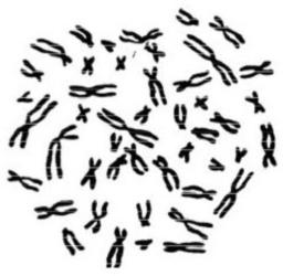 シロイヌナズナの根の細胞の染色体