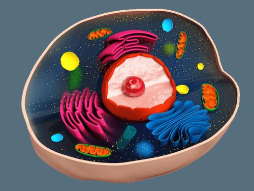  органоид клітинного ядра