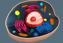 Клітинне ядро та його функції