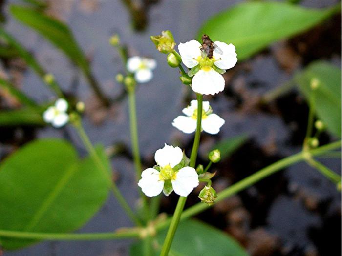 chastuha podorozhnikovaya