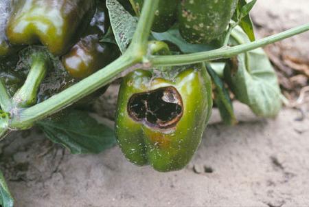 diseases of peppers photo