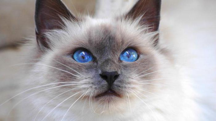 Burmese cat photo breed profile