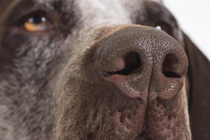 Snot the dog: how to treat