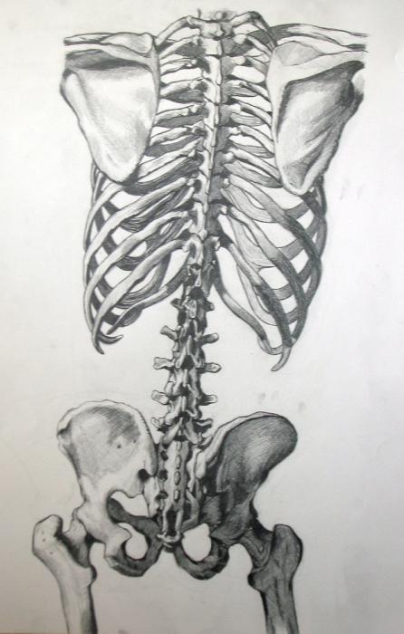 人体骨骼名的骨头