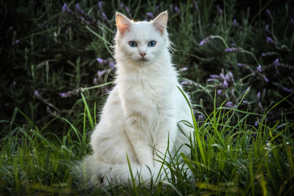 Weiße Katze.