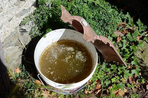 an infusion of nettle as a fertilizer